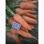 Морковь, картофель, капуста, свекла