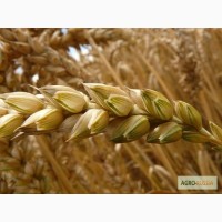Семена Озимой пшеницы Табор