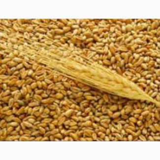 Пшеница(50кг) фураж