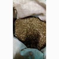 Зюзьник европейский резанный (оптом от 5кг)