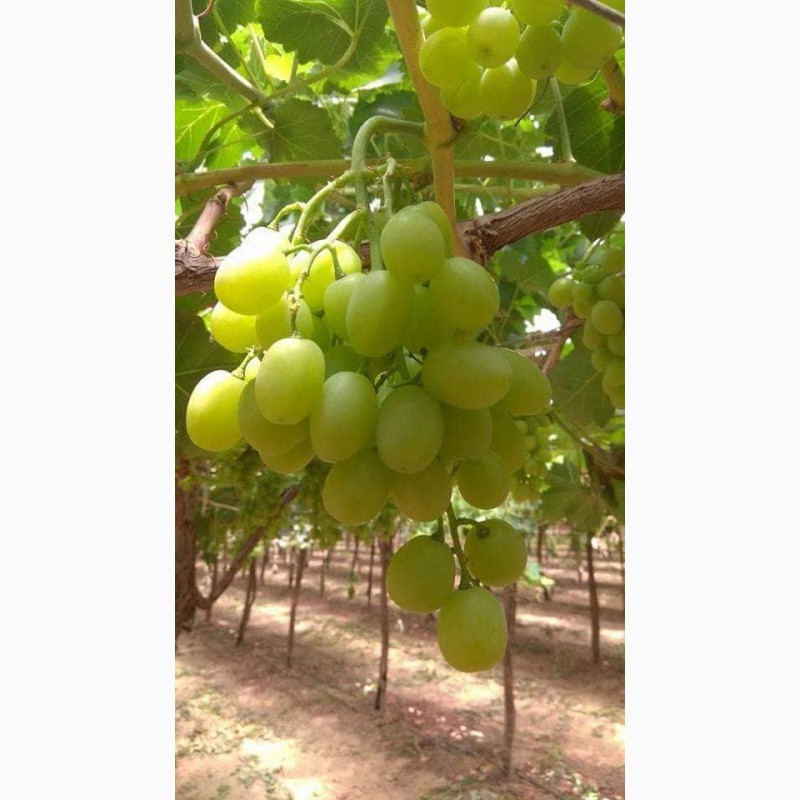 Фото 2. Продам виноград из Египта