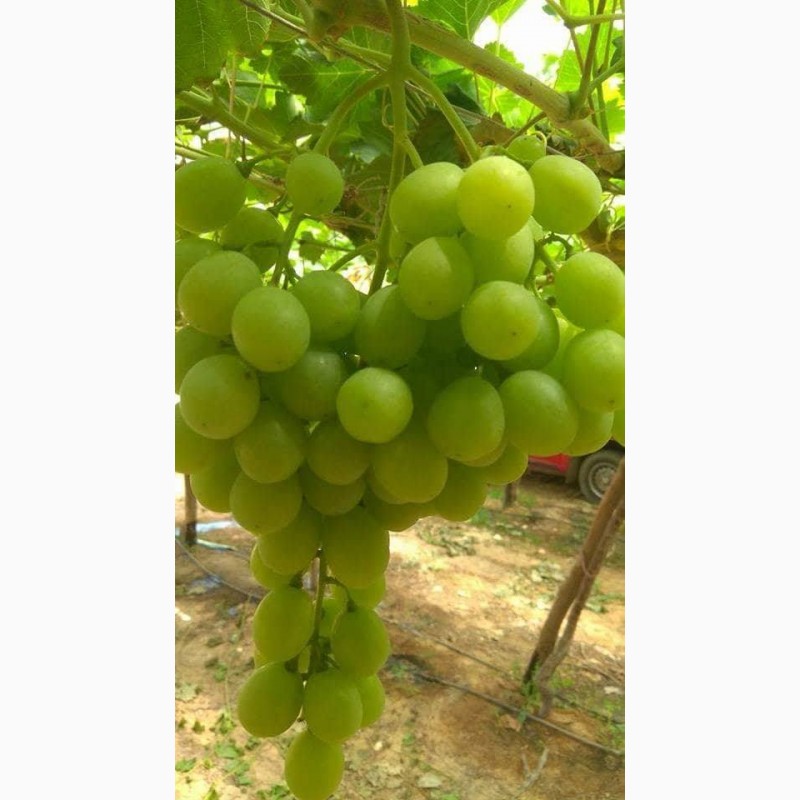 Фото 3. Продам виноград из Египта