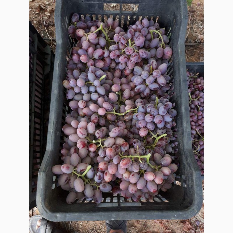 Фото 4. Продам виноград из Египта
