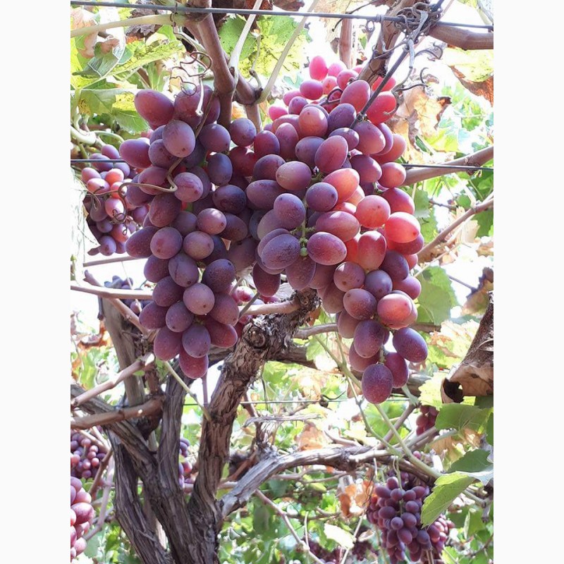 Фото 5. Продам виноград из Египта