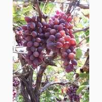 Продам виноград из Египта