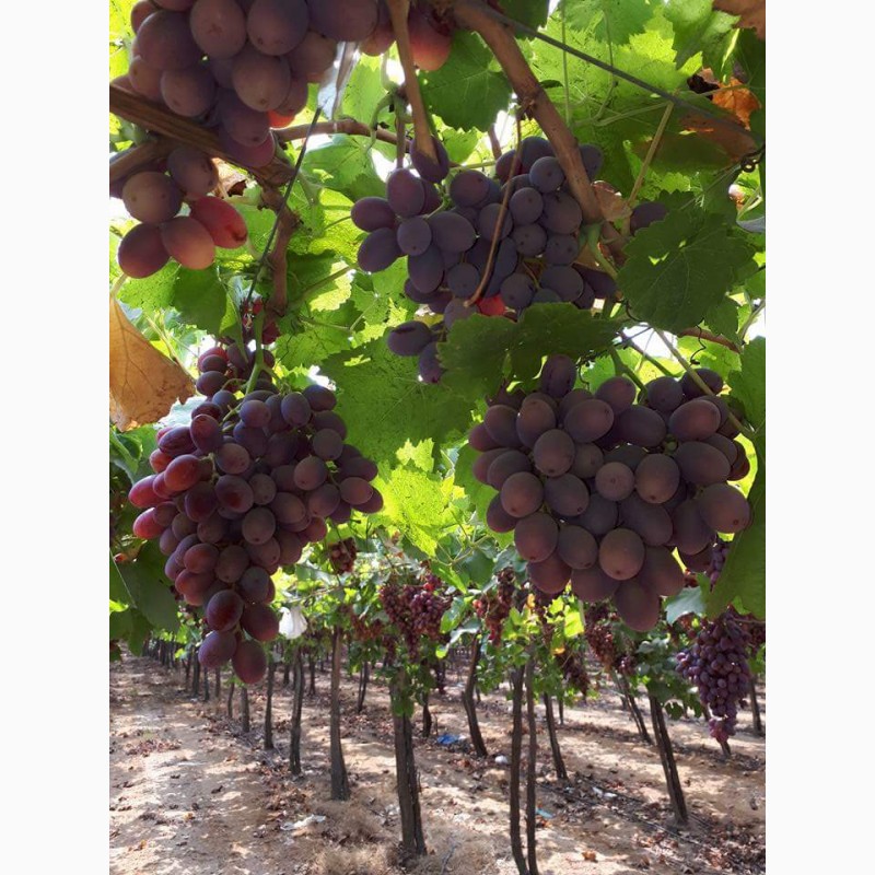 Фото 6. Продам виноград из Египта