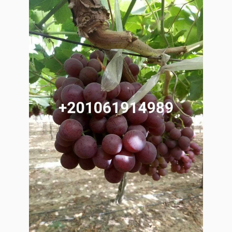 Фото 7. Продам виноград из Египта