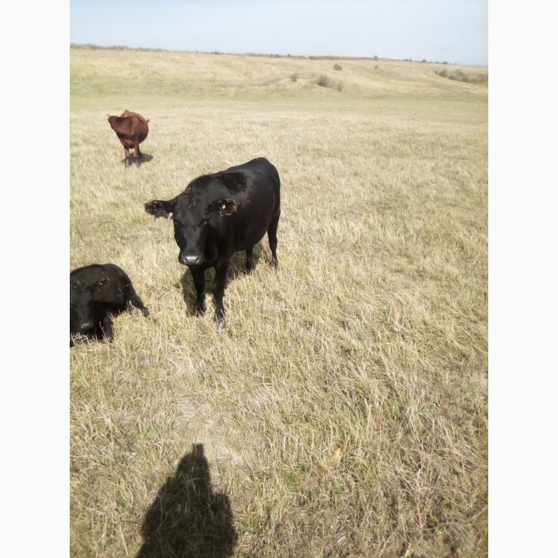 Фото 9. Продам коров Абердин-Ангусской породы