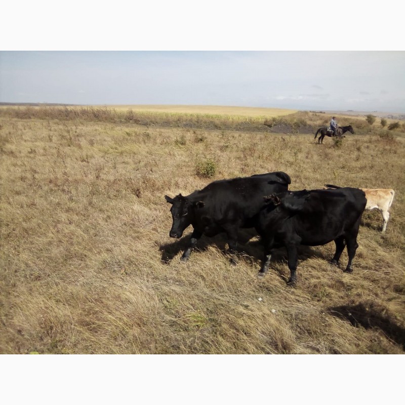 Фото 2. Продам коров Абердин-Ангусской породы