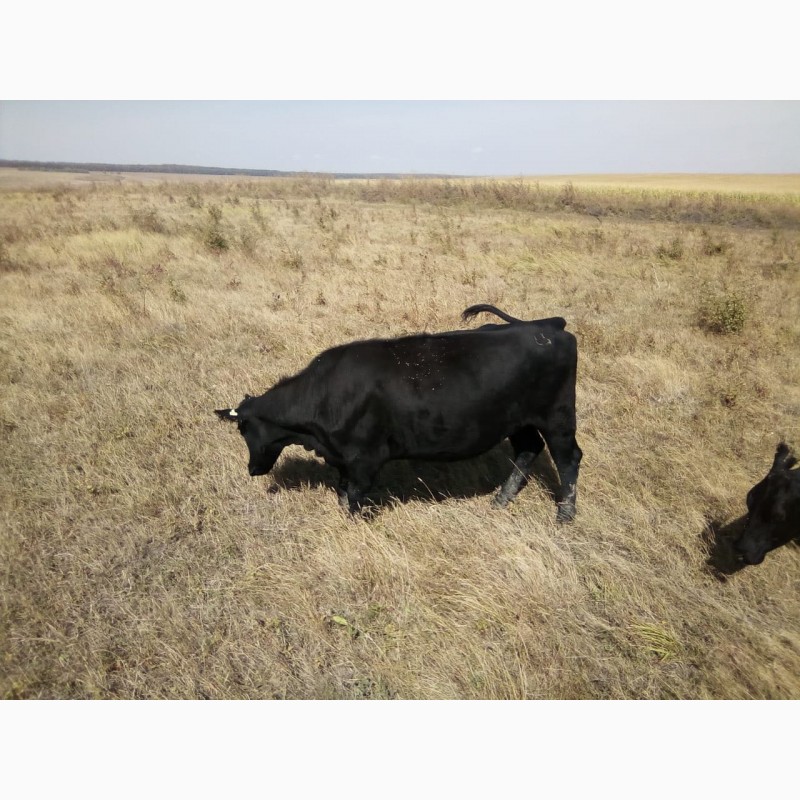 Фото 3. Продам коров Абердин-Ангусской породы