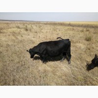 Продам коров Абердин-Ангусской породы