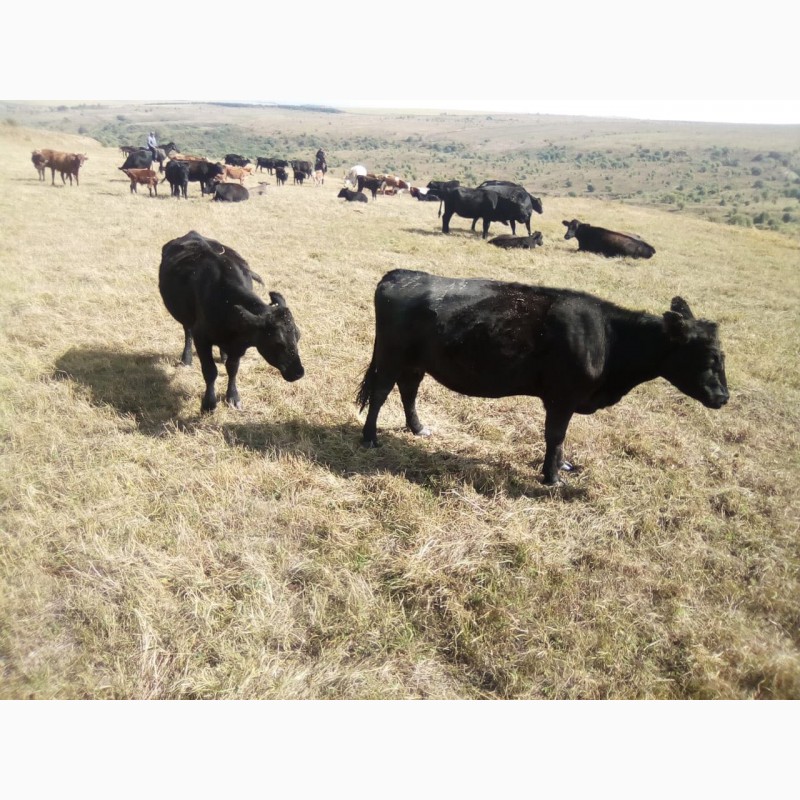 Фото 4. Продам коров Абердин-Ангусской породы