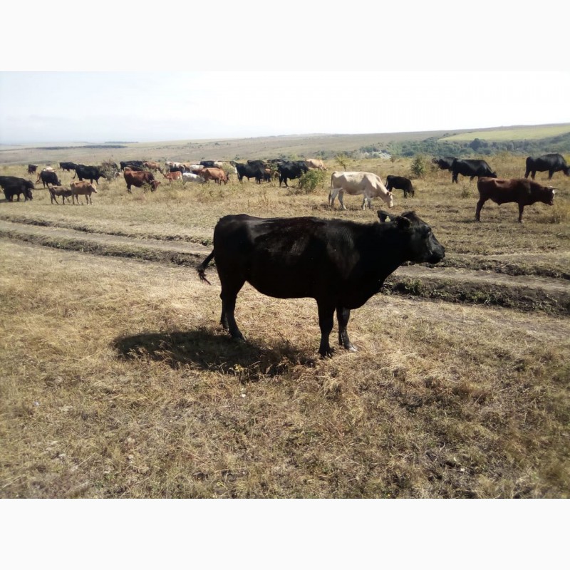 Фото 6. Продам коров Абердин-Ангусской породы