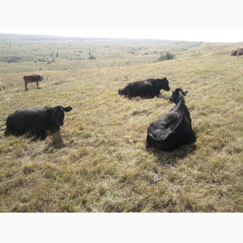 Фото 7. Продам коров Абердин-Ангусской породы