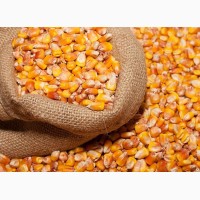 Оптовая продажа фуражной кукурузы