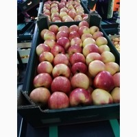 Яблоки Гала 70+ оптом от производителя от 50 руб/кг