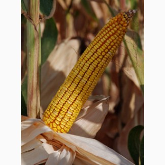 Cемена гибридной кукурузы Краснодарский 377 АМВ