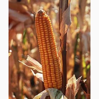 Семена гибридов кукурузы РОСС 140 СВ (ФАО 140) производство HYBRID SK