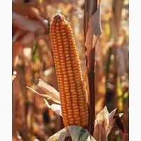 Семена гибридов кукурузы РОСС 140 СВ (ФАО 140) производство HYBRID SK
