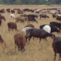 Продам овец эдельбаевской породы живым весом
