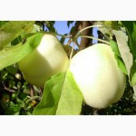 Продам яблоки антоновка, Чувашская Республика