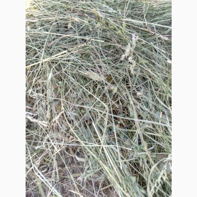 Фото 3. Сено луговых и посевных трав