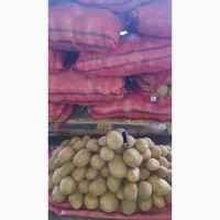 Продажа картофеля, 1 сорт. Страна Иран