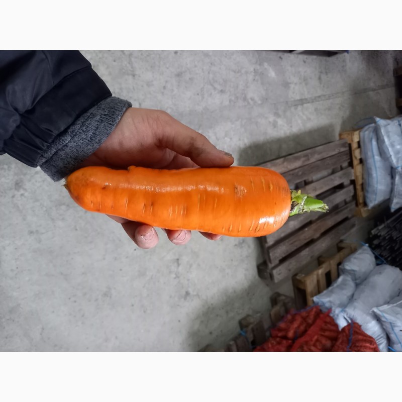 Фото 5. Морковь