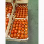 Продается свежий томат из Сербии