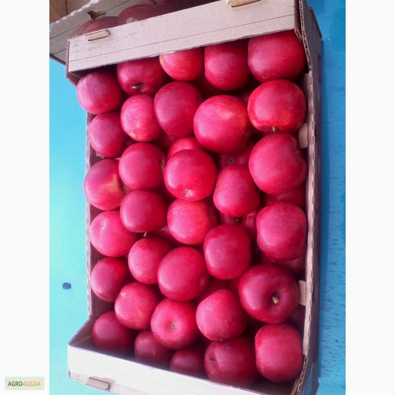 Фото 7. Молдавские яблоки