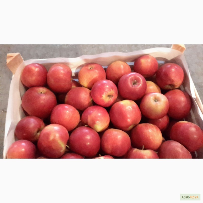 Фото 8. Молдавские яблоки