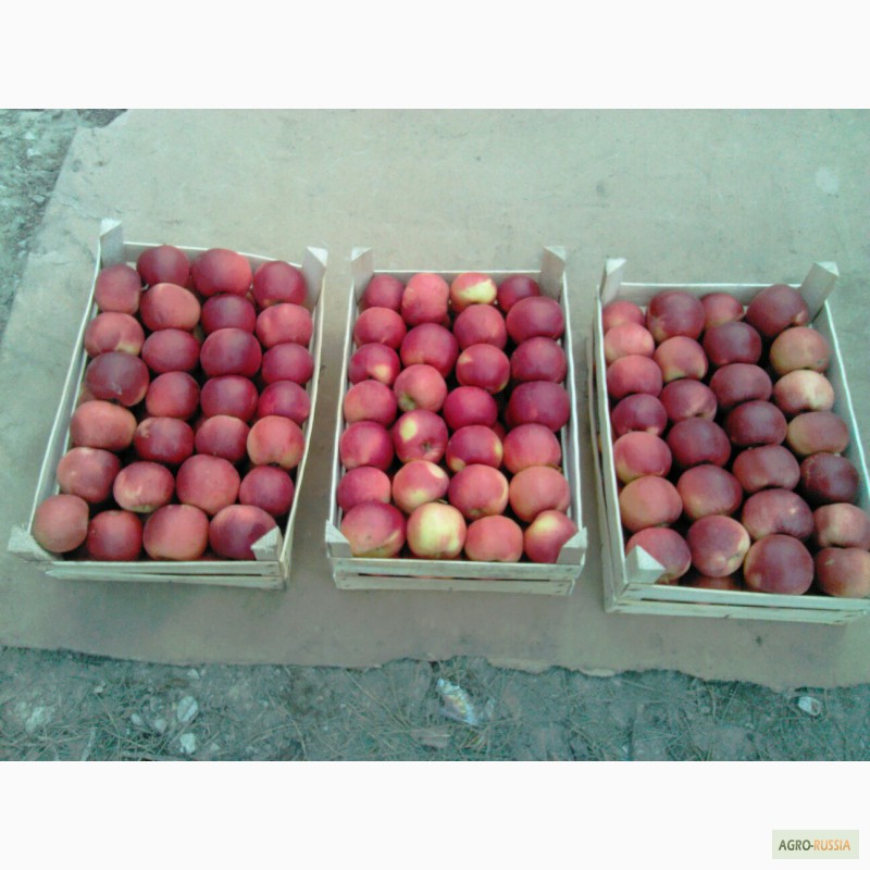 Фото 9. Молдавские яблоки