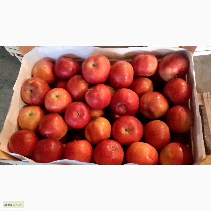 Фото 11. Молдавские яблоки