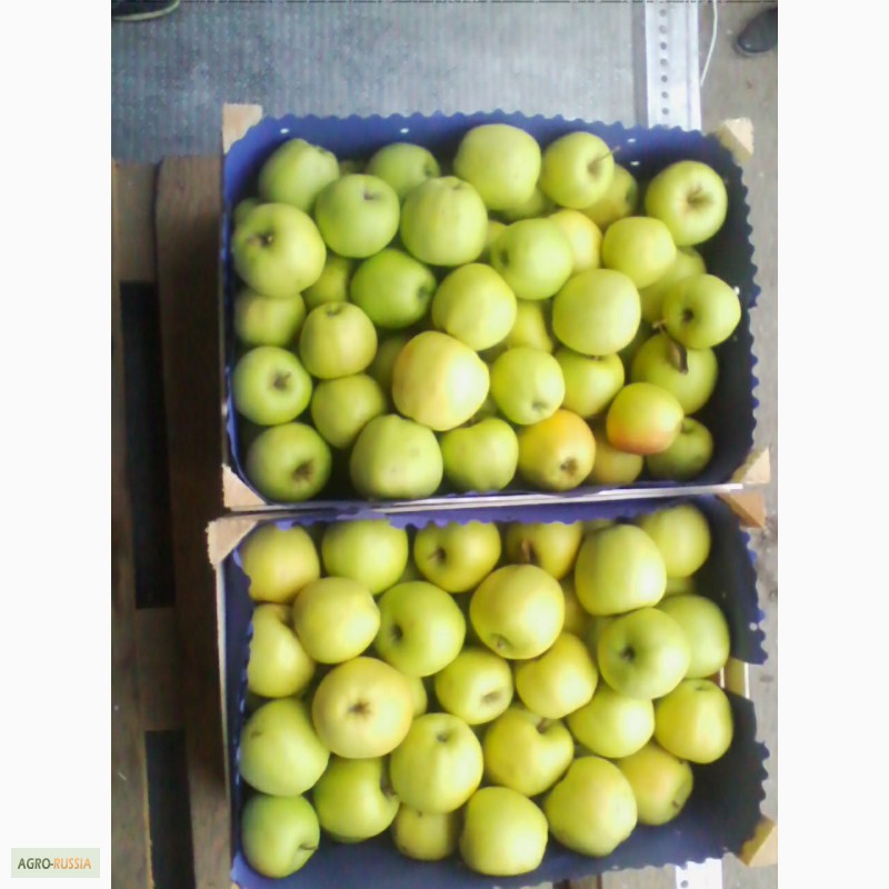 Фото 3. Молдавские яблоки