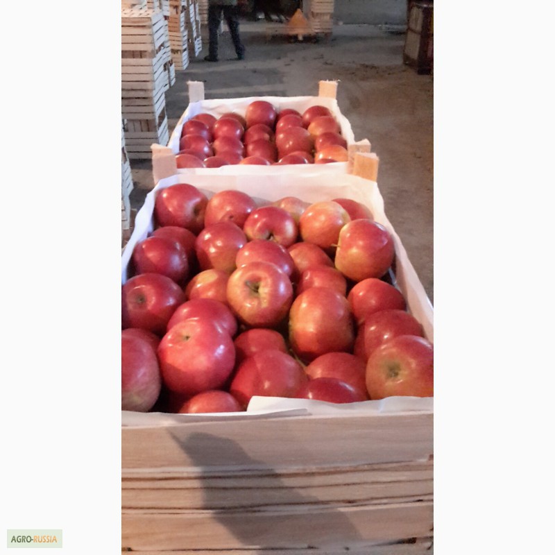 Фото 4. Молдавские яблоки
