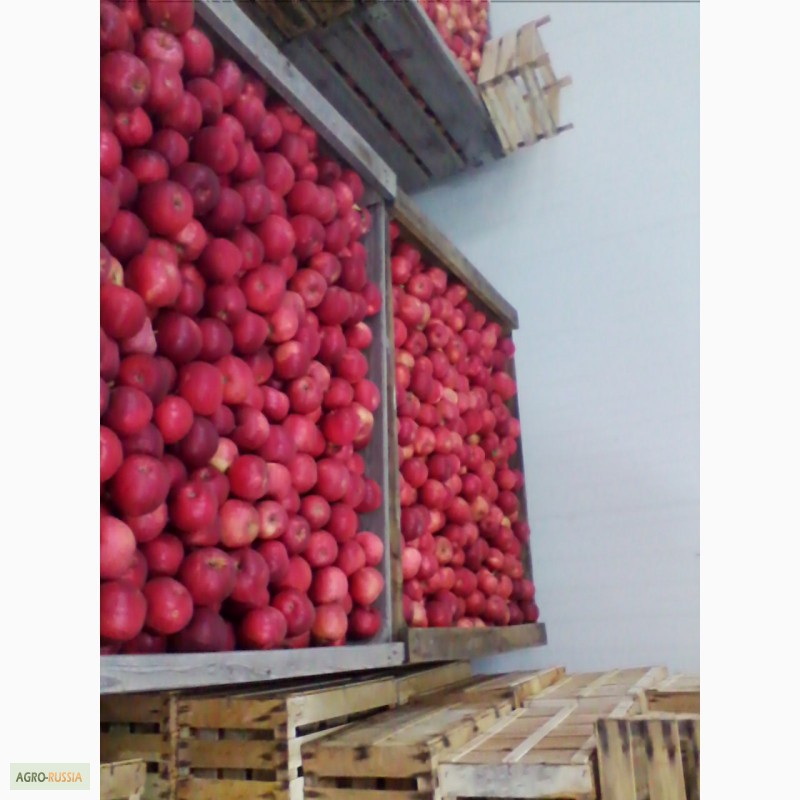 Фото 6. Молдавские яблоки