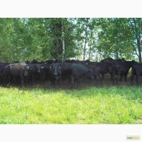 Большой выбор крупного рогатого скота на мясо породы «Абердин-ангус»