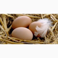 Продаю инкубационное яйцо от кур породы Кучинская Юбилейная