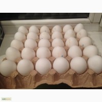Продам столовое куриное яйцо С2-СВ белое и коричневое