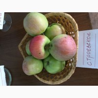Реализуем яблоки самарские оптом от фермерства