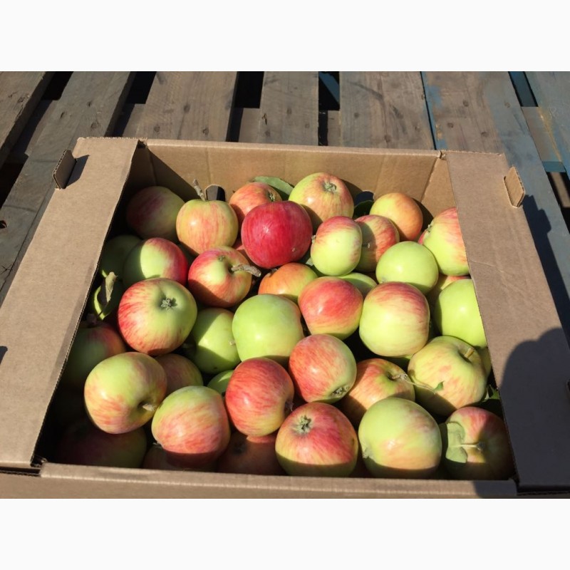 Фото 3. Реализуем яблоки самарские оптом от фермерства