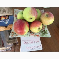 Реализуем яблоки самарские оптом от фермерства