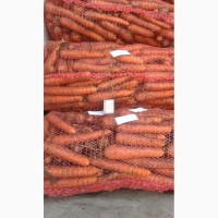 Картофель и Морковь от КФХ