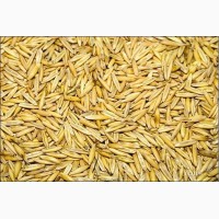 Высококачественные, элитные семена люпина, пшеницы