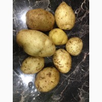 Продам картофель 5+ разные сорта