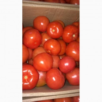 Помидоры / томаты
