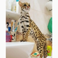 Азиатские леопардовые кошки