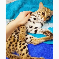 Азиатские леопардовые кошки
