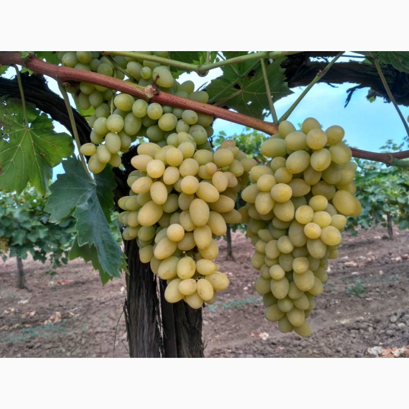 Фото 3. Продам виноград Августин (Плевен) опт, от производителя, цена договорная