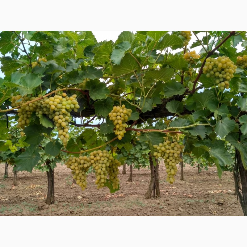 Фото 4. Продам виноград Августин (Плевен) опт, от производителя, цена договорная
